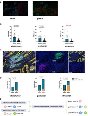 Intratumor tertiary lymphatic structure evaluation predicts the prognosis and immunotherapy response of patients with colorectal cancer